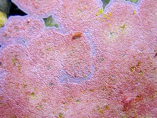 水族玻璃上的粉色珊瑚藻