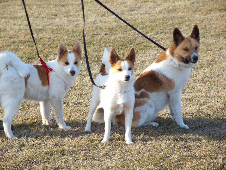 外面拴着三只诺博坦猎犬