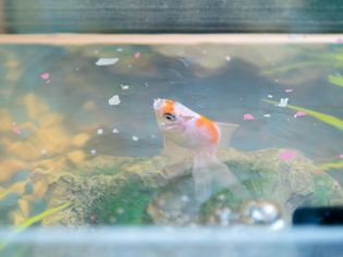 在水族馆里的金鱼。在岩石和植物周围有一些生物