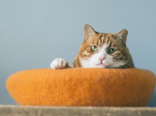 橙色虎斑猫在床上