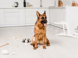 可爱的德国牧羊犬坐在地板上，厨房里有金属碗和破碎的盘子