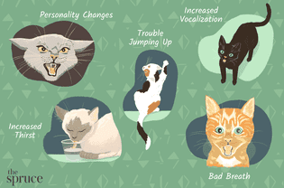 表明你的猫生病了
