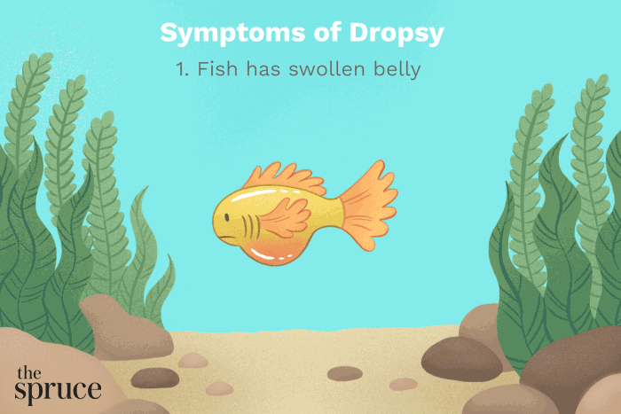 动图显示水族鱼类水肿的症状