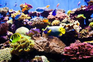 色彩斑斓的鱼水族馆