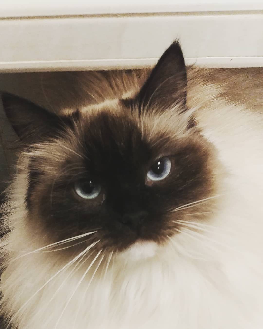 猫像婴儿一样
