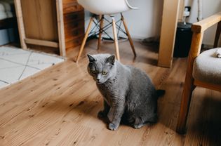 猫在公寓