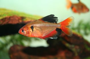 Serpae Tetra - Hyphessobrycon eques