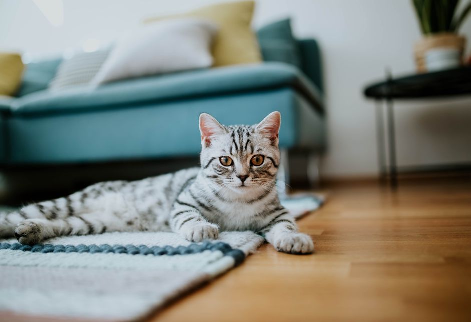 客厅里的猫
