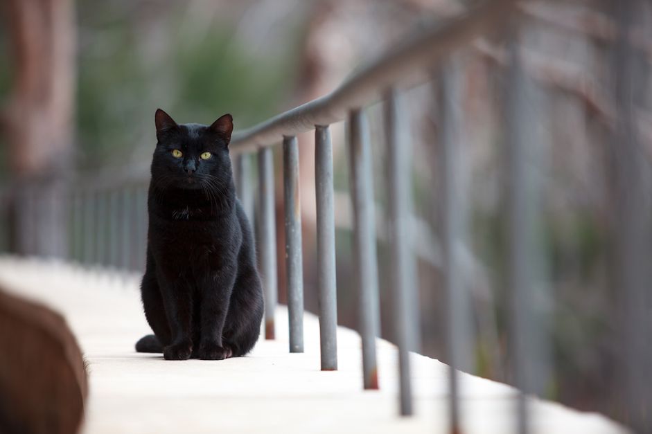 在黑猫的后院