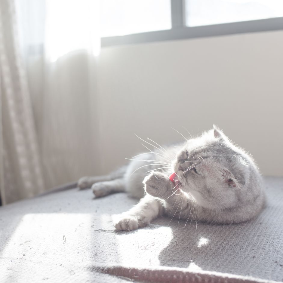 猫舔前爪