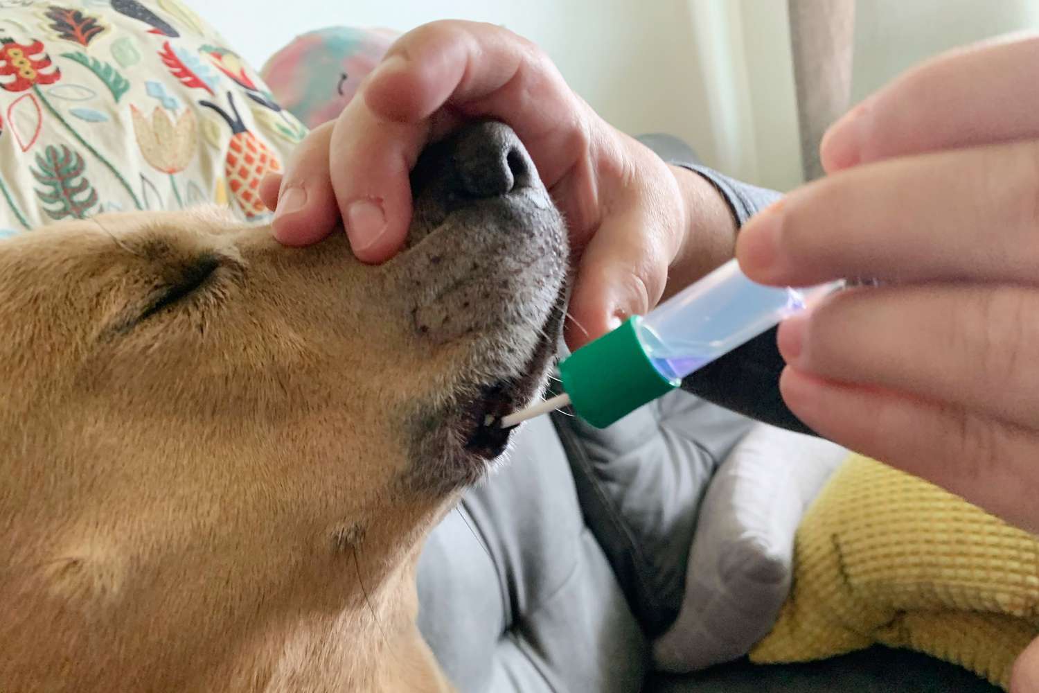Embark Vet Breed & Health Dog DNA Test
