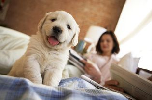 金毛猎犬小狗