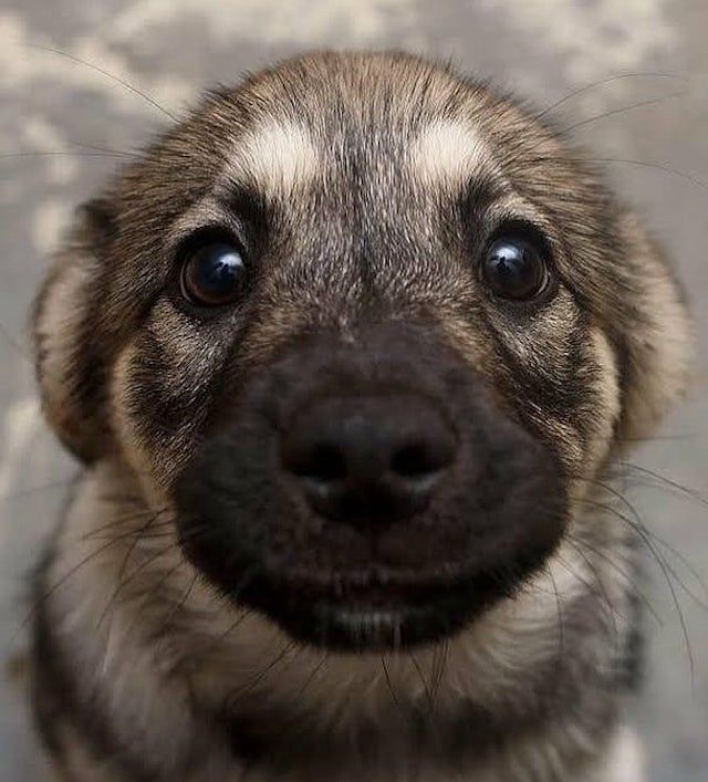可爱的德国牧羊犬