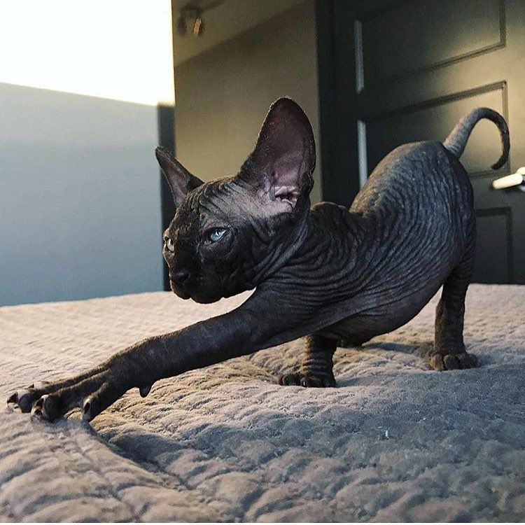 黑色sphynx猫