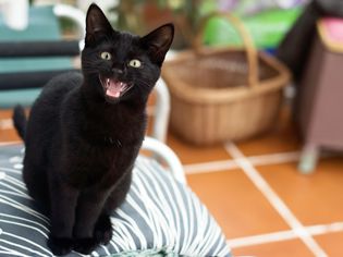 黑猫喵