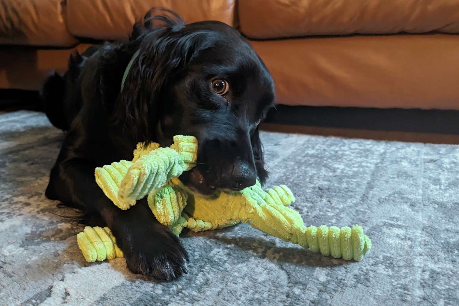 Dog chewing on the HuggleHounds Knotties Dog Toys