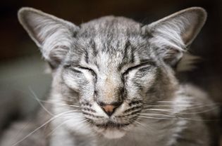 东方长毛猫