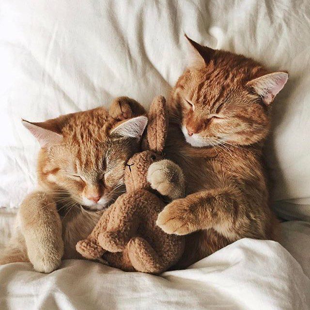 两只橙色的小猫在打盹。