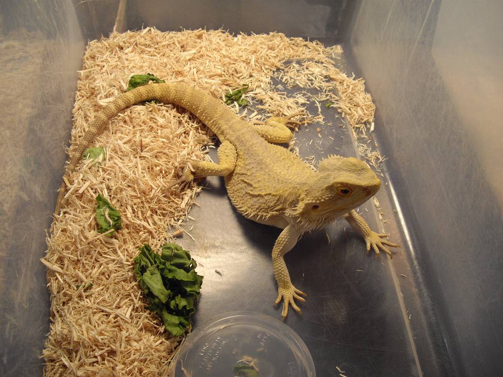 Hypomelanistic变形Beardie