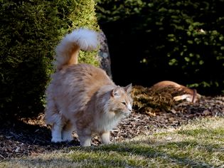 猫在外面的灌木上喷洒。