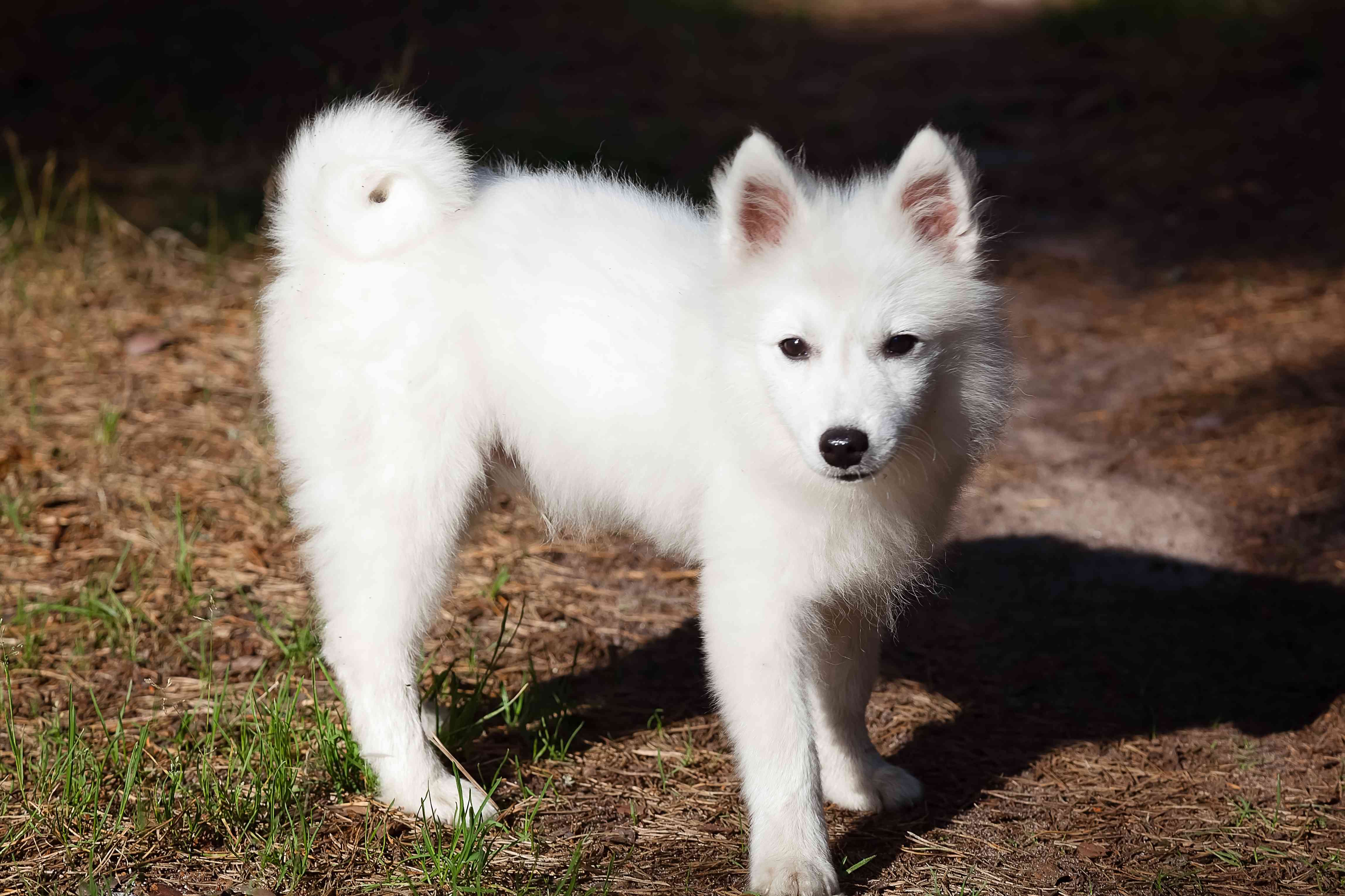 日本斯皮兹犬