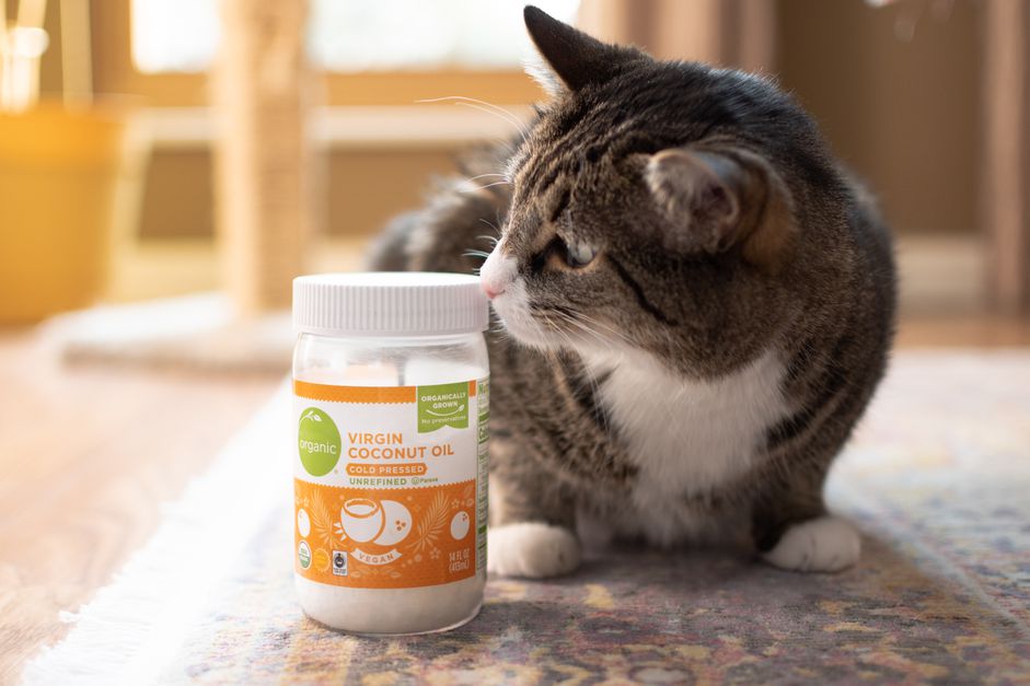 棕色和白色的猫闻椰子油罐