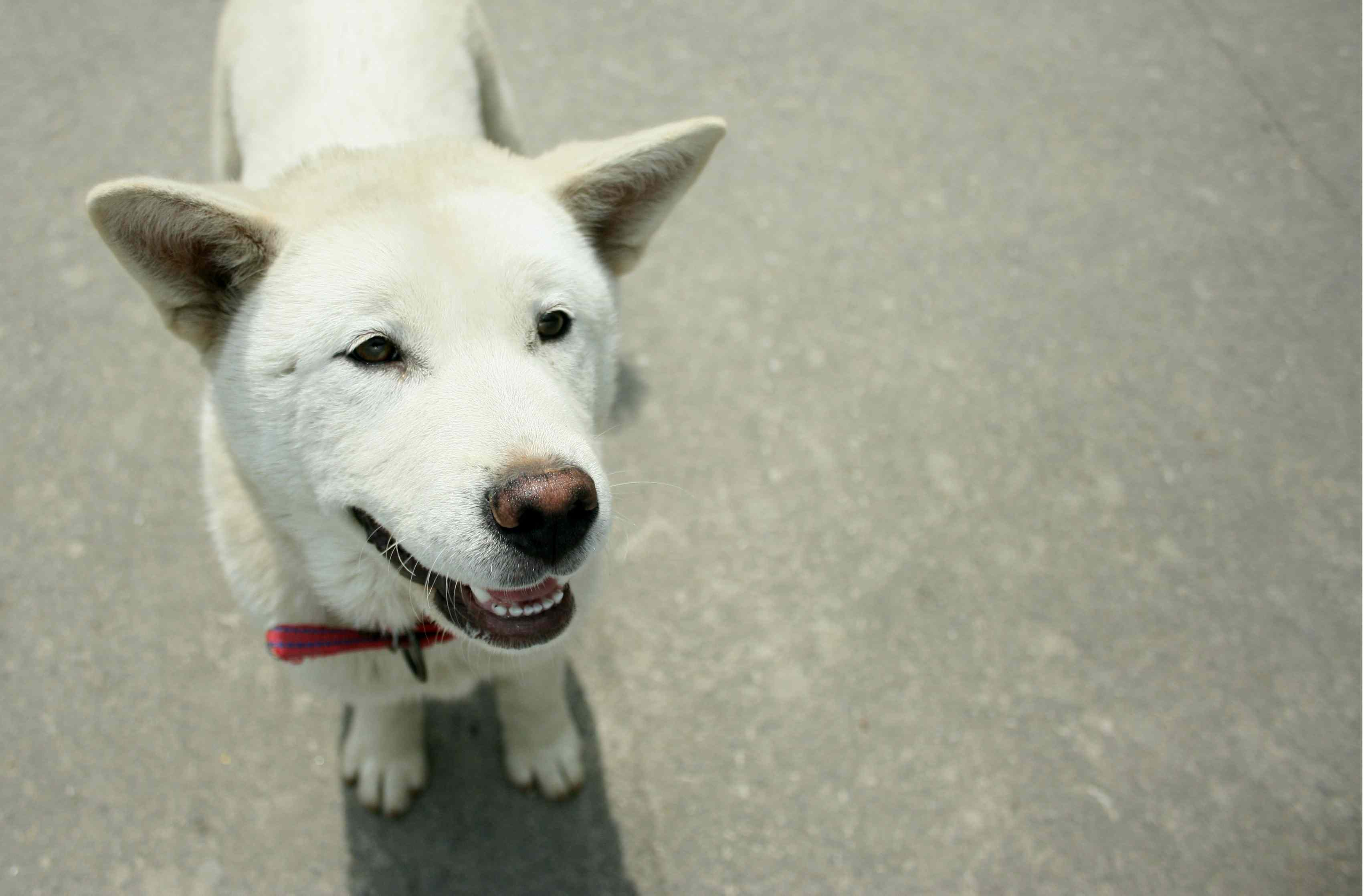 白色韩国珍岛犬
