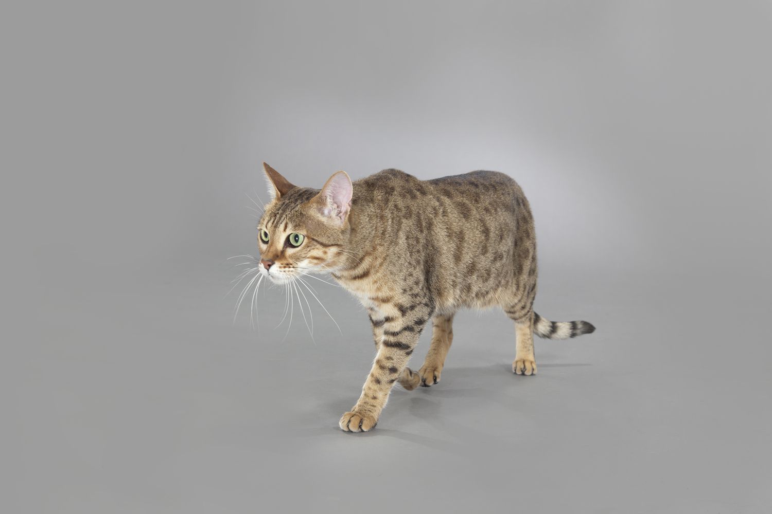 萨凡纳猫走路