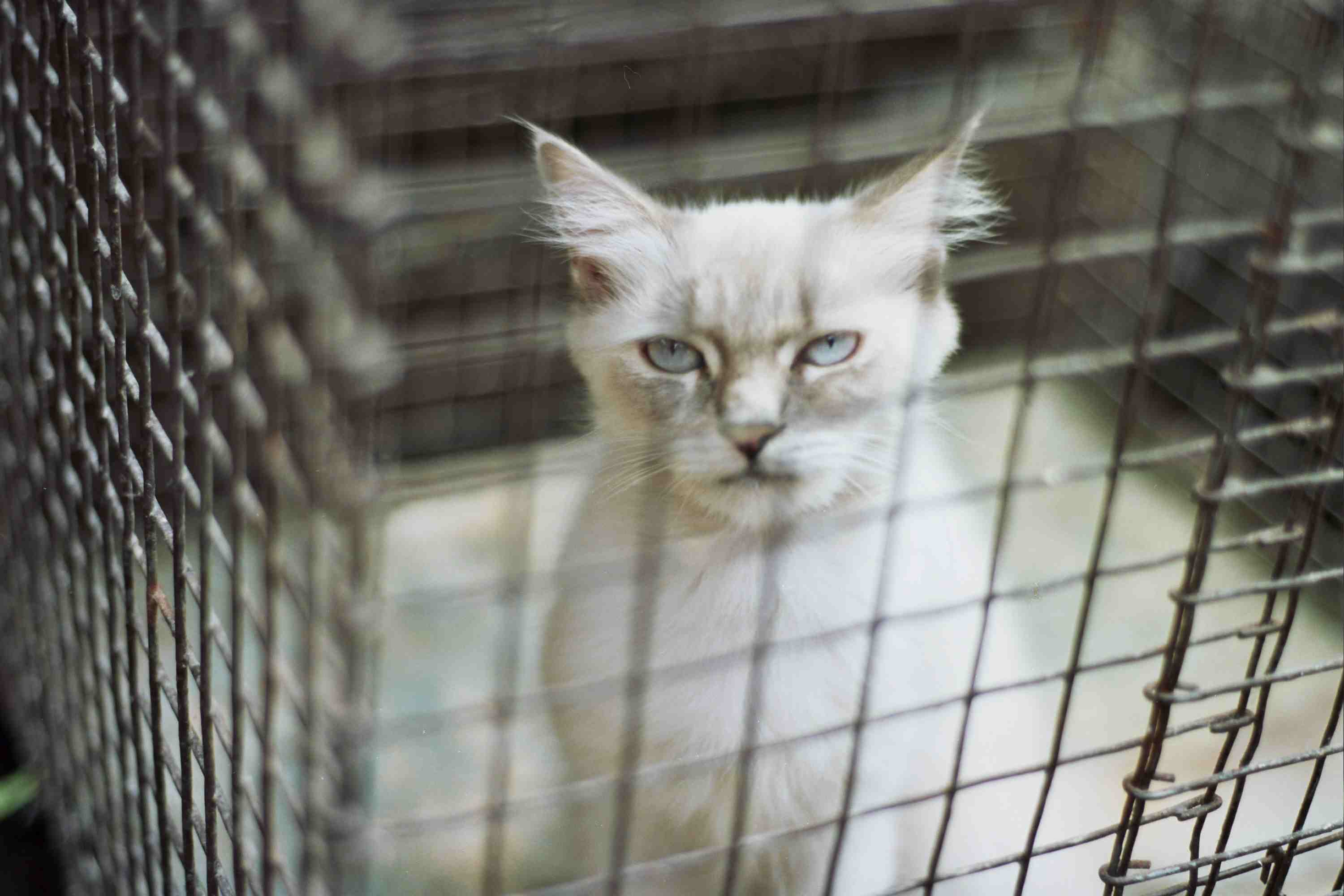 笼子里的猫