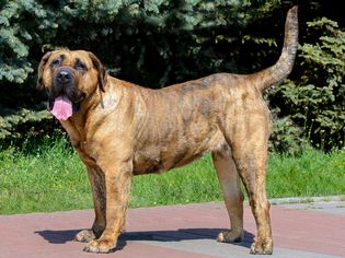 站立侧面的Perro de Presa Canario狗
