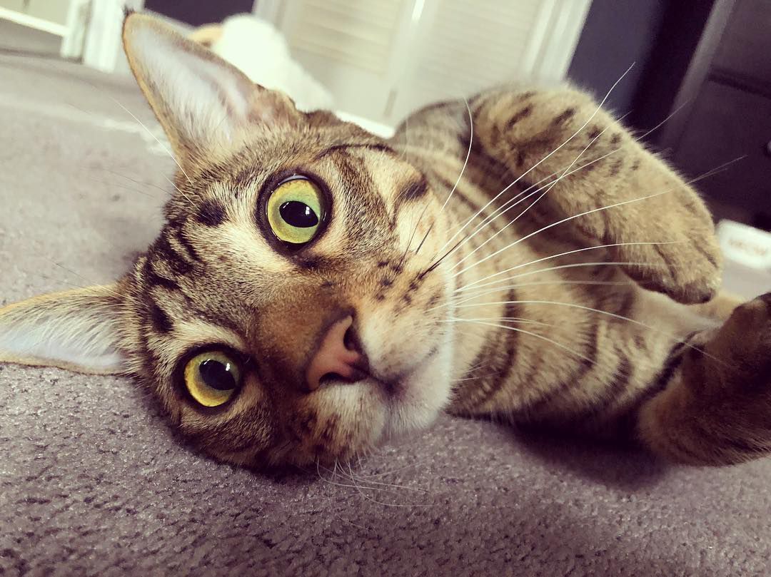 狼猫