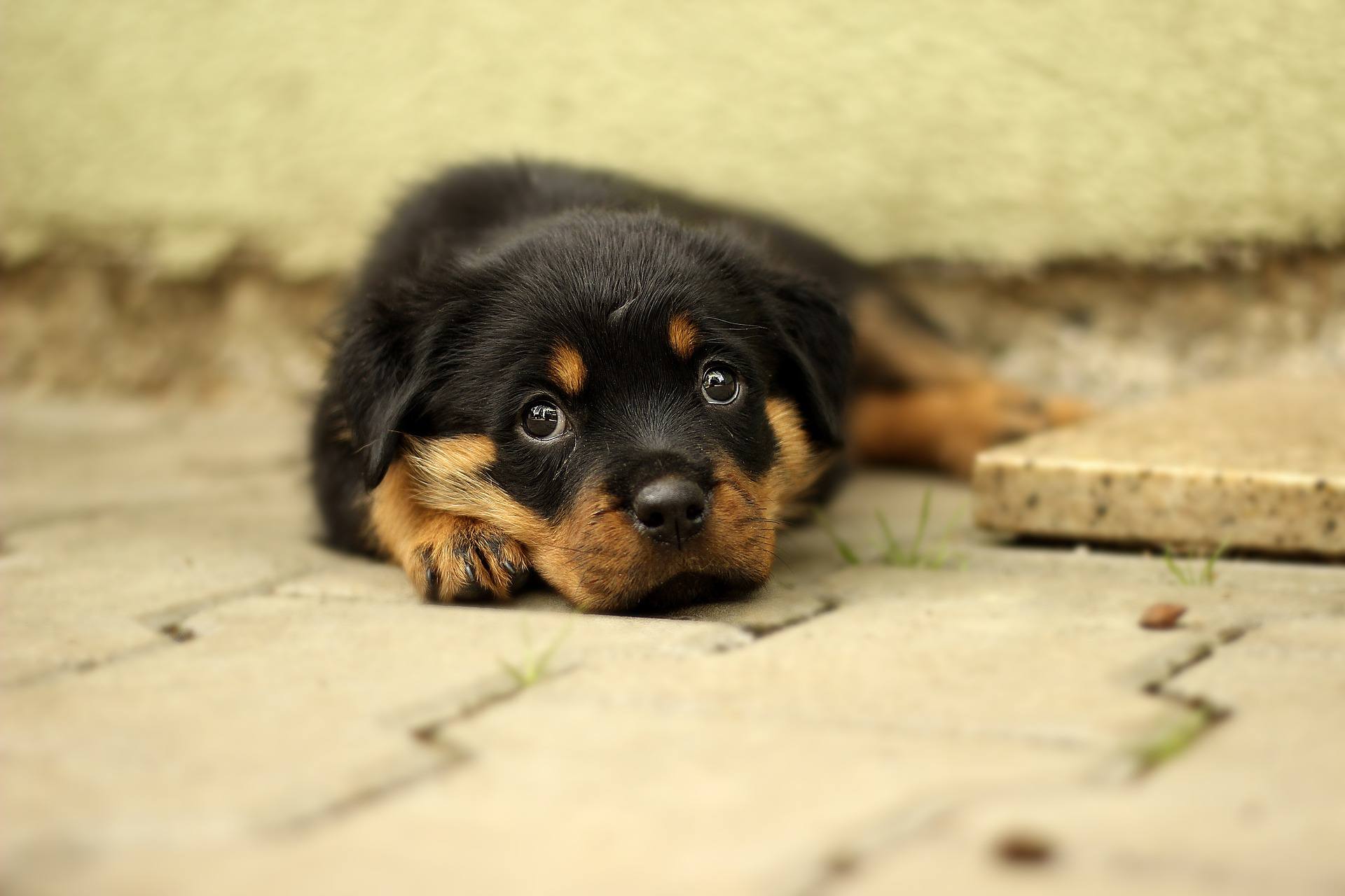 一只罗威纳犬正盯着镜头。