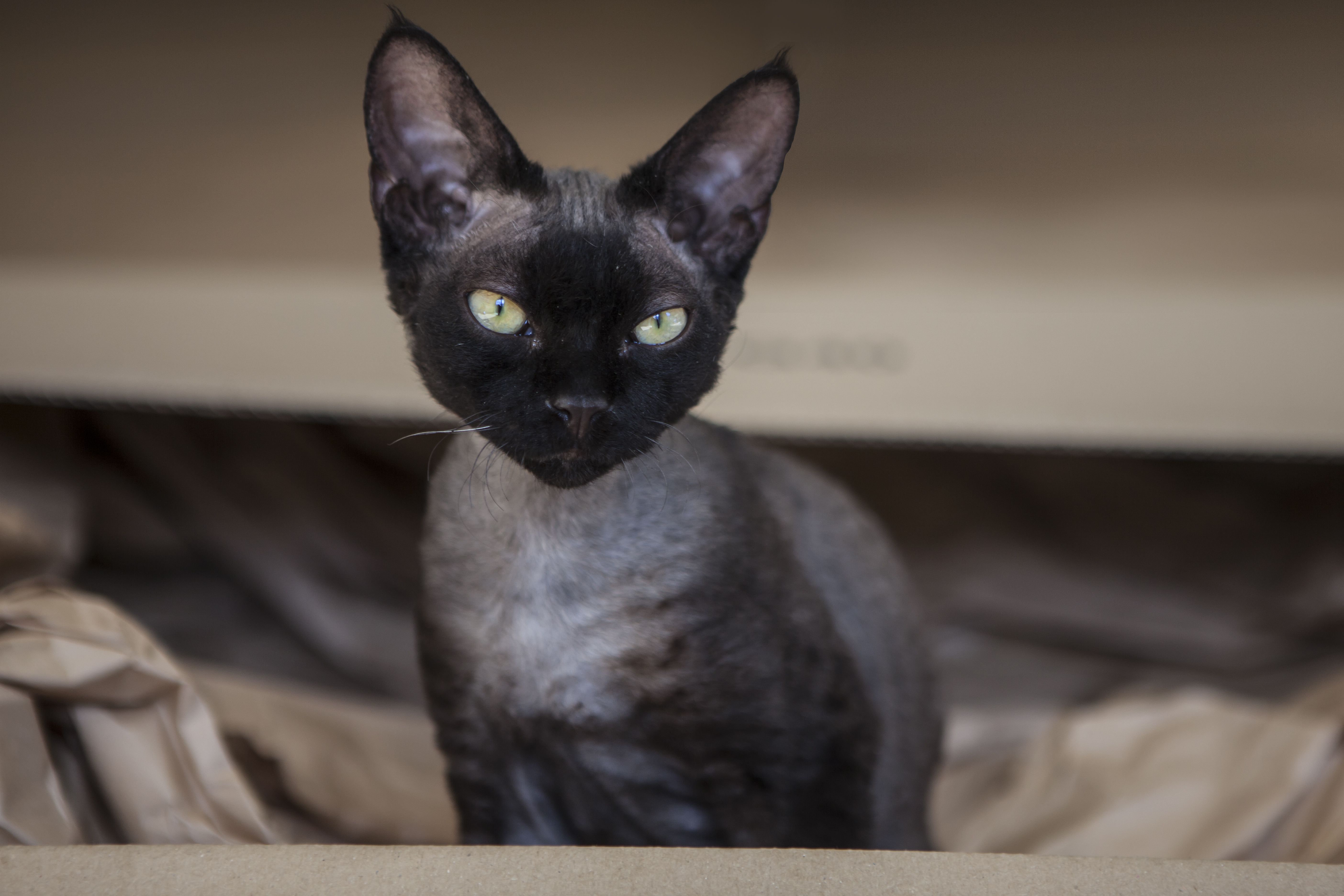 black devon rex cat