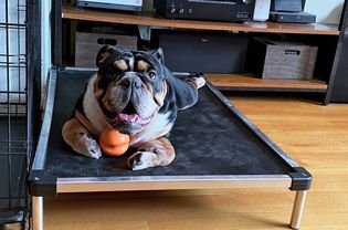 K9 Ballistics Cooling Platform