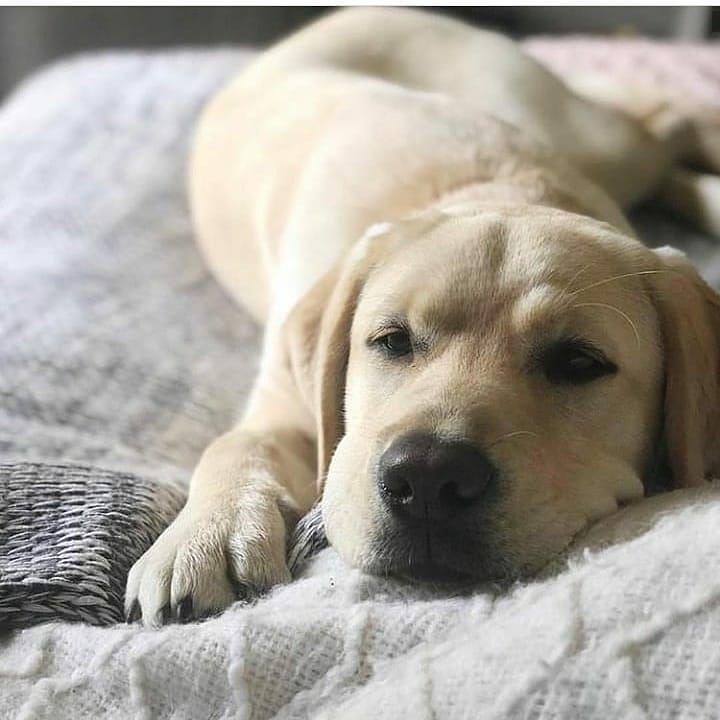 拉布拉多寻回犬
