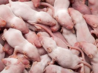 Mice litter