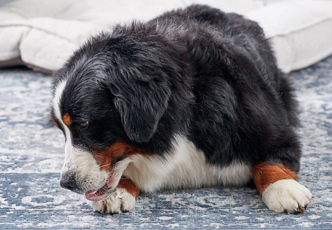 伯尔尼山犬舔爪子