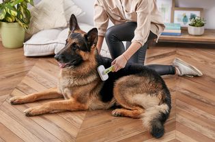 一个正在给德国牧羊犬刷牙的女人