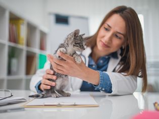 灰斑猫接受兽医检查