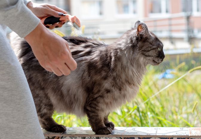 灰猫和黑猫正在被梳毛梳