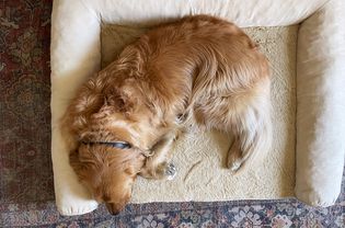 FurHaven Dog Bed