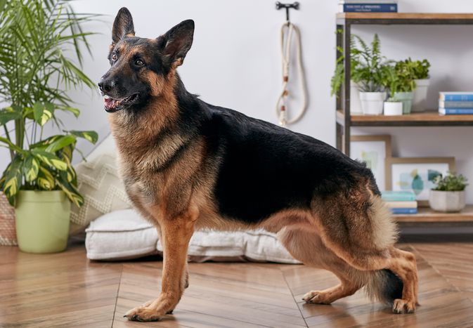 德国牧羊犬的侧面