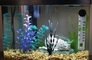 小型水族馆