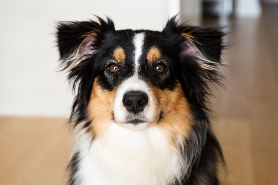 黑色、棕色和白色的长毛澳大利亚牧羊犬坐近