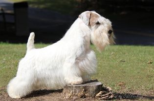 Champion Sealyham Terrier