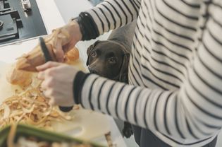 狗狗看着女人剥红薯