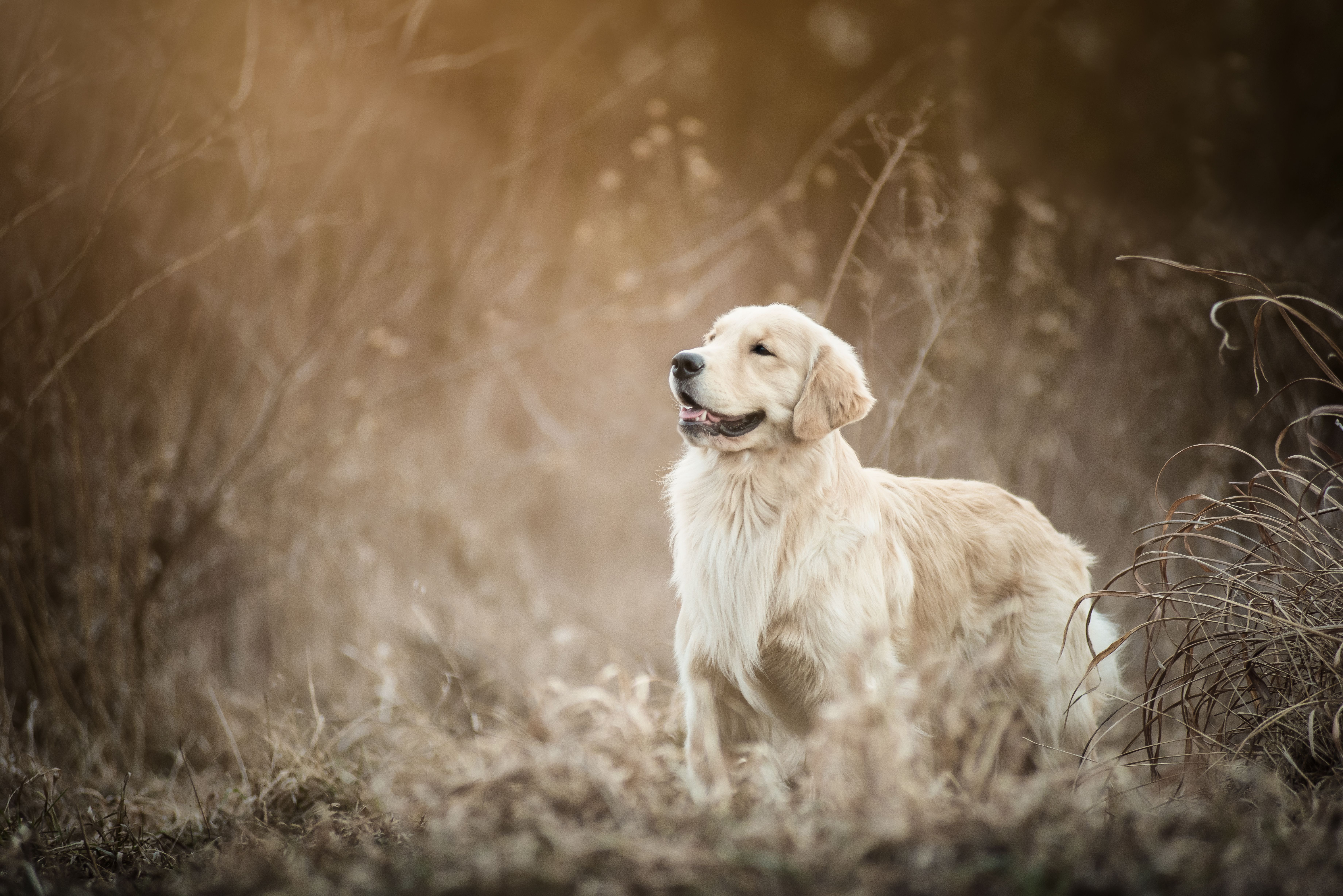 golden retriever stands in grassy area