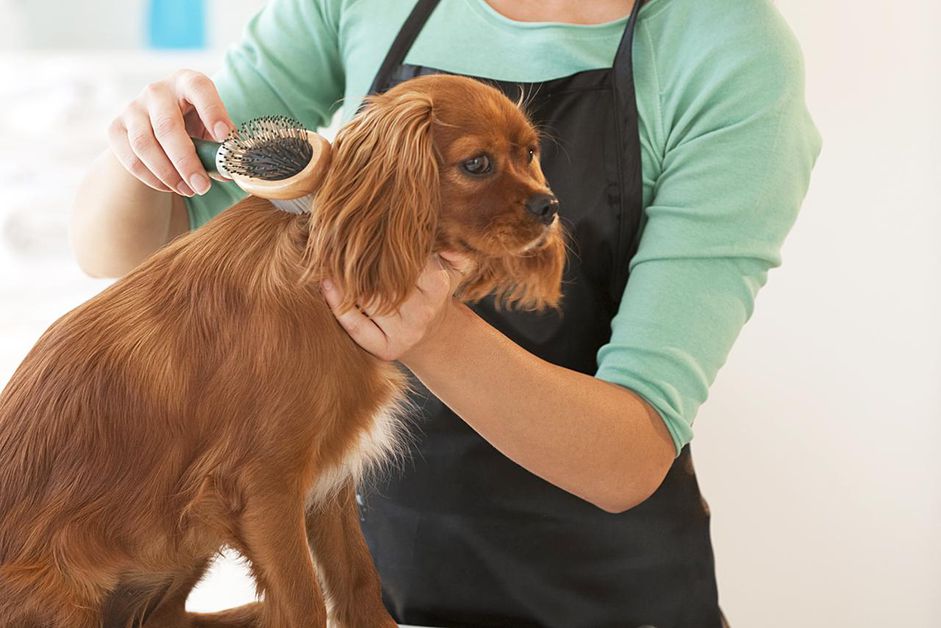 女性美容犬