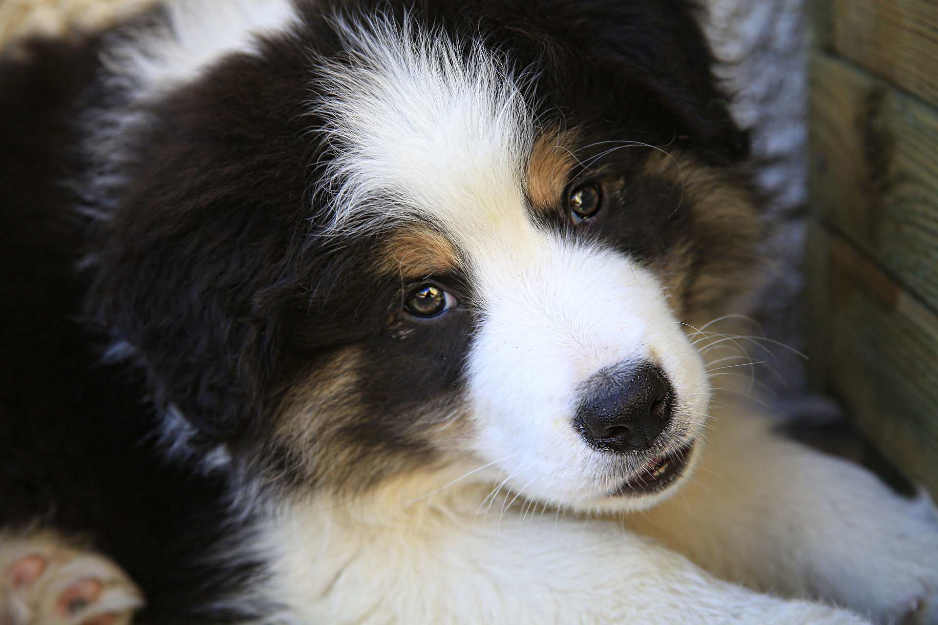 博德牧羊犬幼犬的特写。