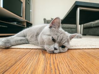 猫的特写